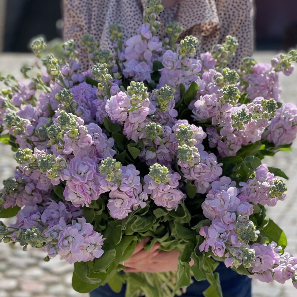 IMG_2800 (1)_1020x1020